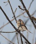 Field Sparrow